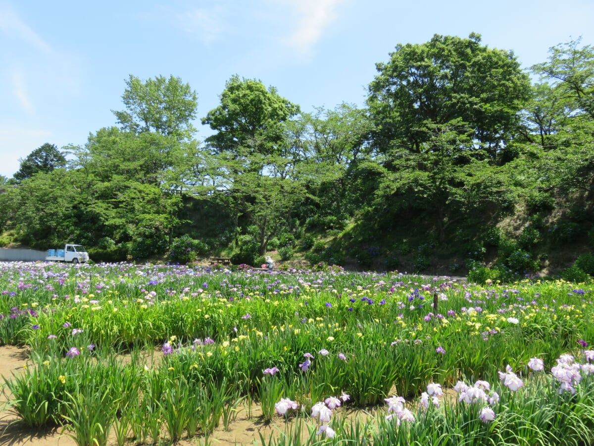 北潟湖畔花菖蒲園の写真 