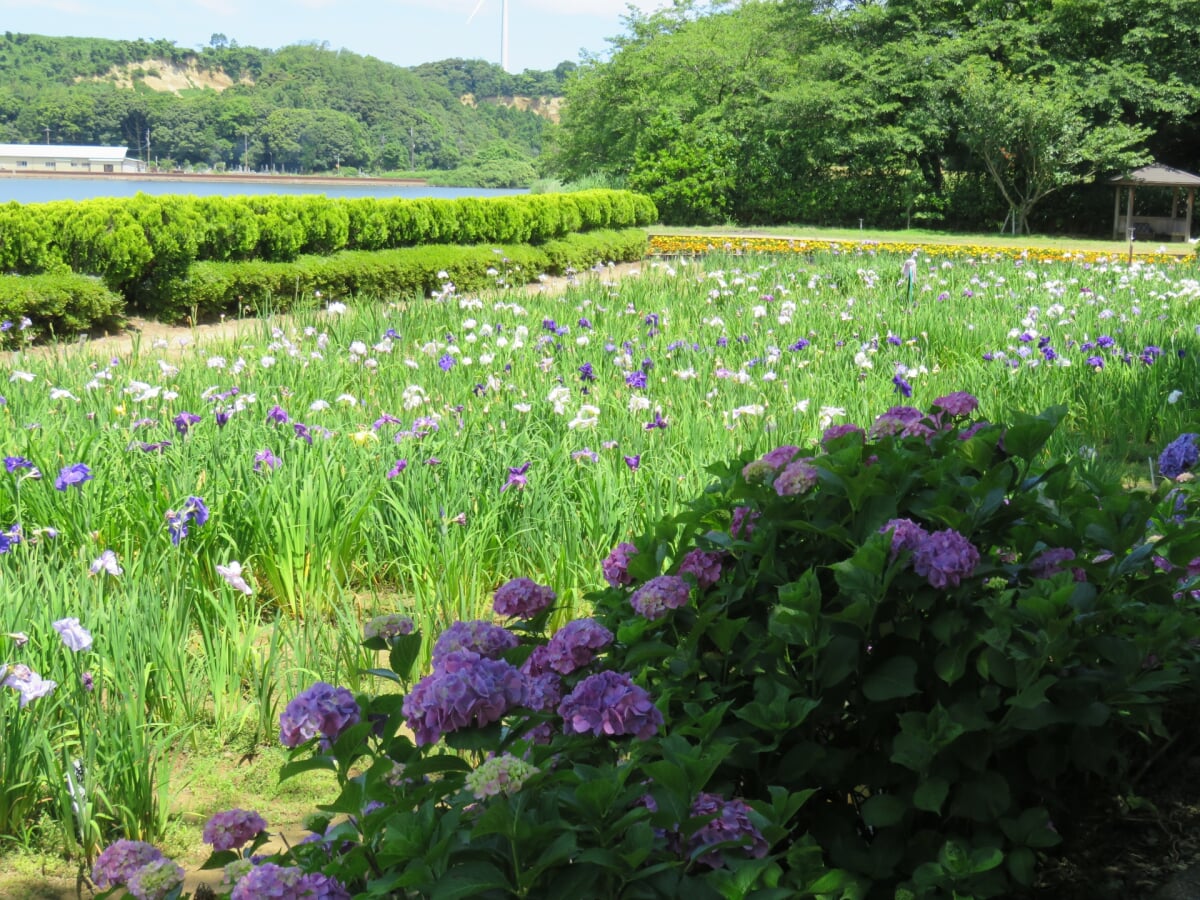 北潟湖畔花菖蒲園の写真 