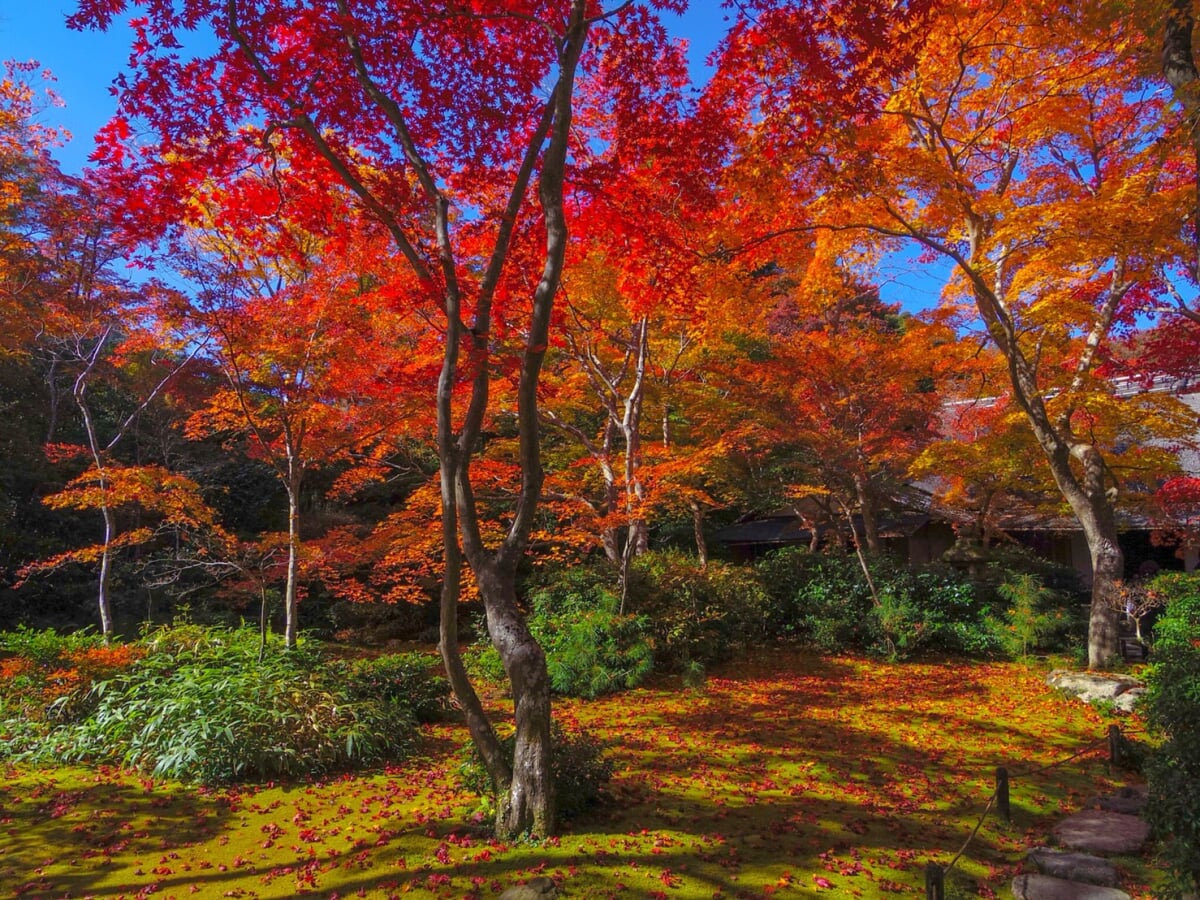 大河内山荘庭園の写真 