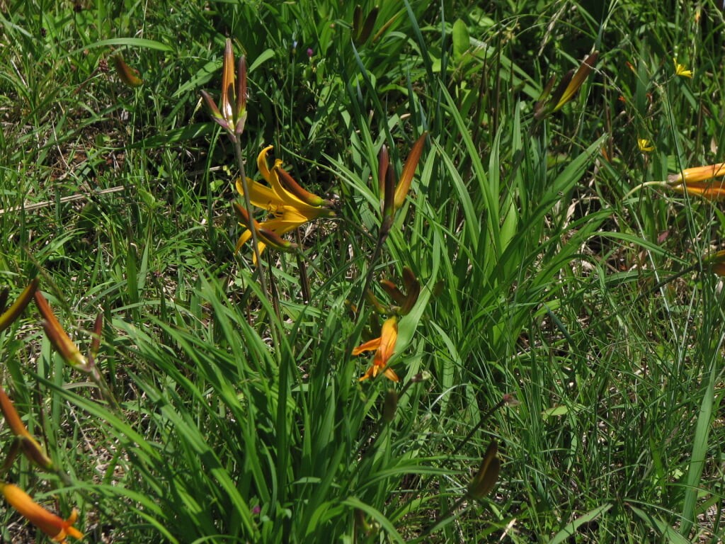 ササユリの里 天神原植物園の写真 ©self(CC BY-SA 3.0)