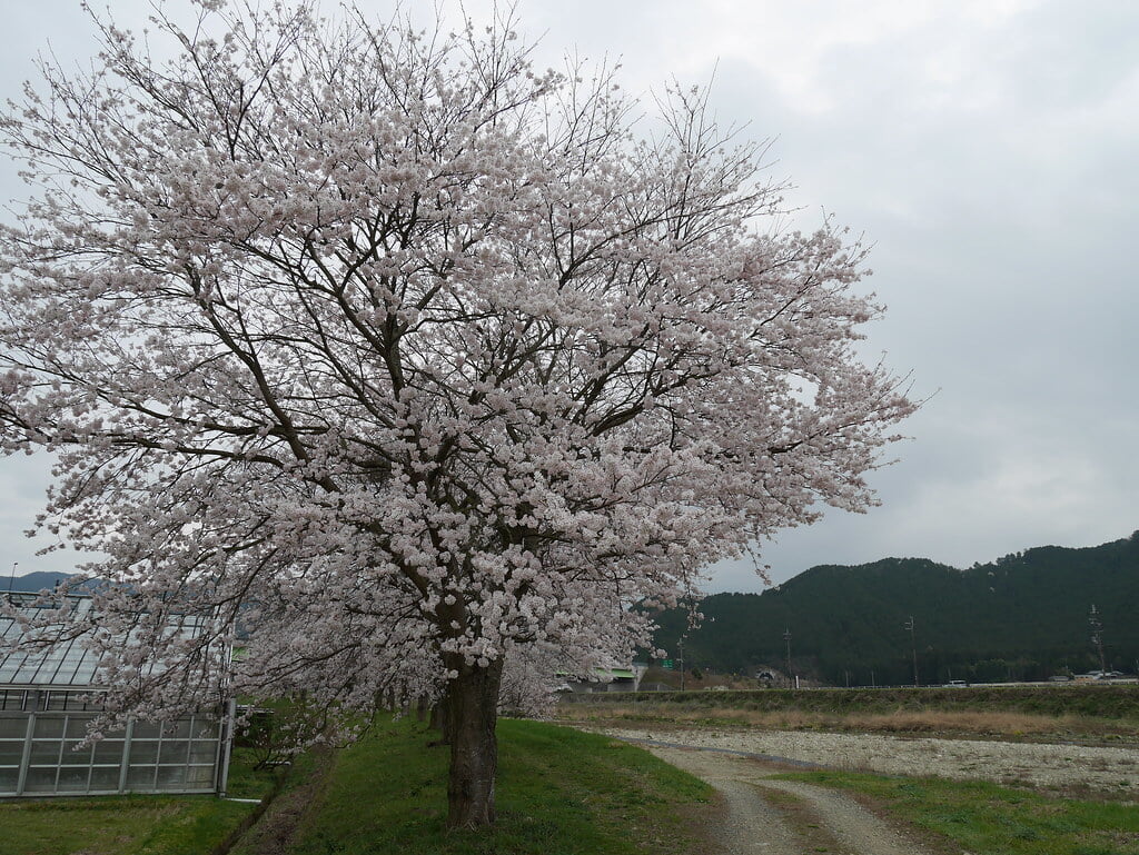 青垣総合運動公園 グリーンベル青垣・温水プールの写真 ©sukitamba(CC BY 2.0)