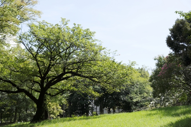 蚕糸の森公園の写真 