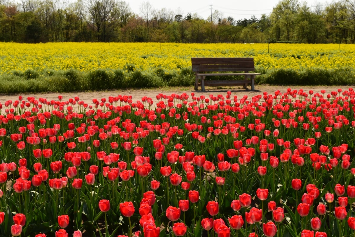 長池憩いの森公園の写真 