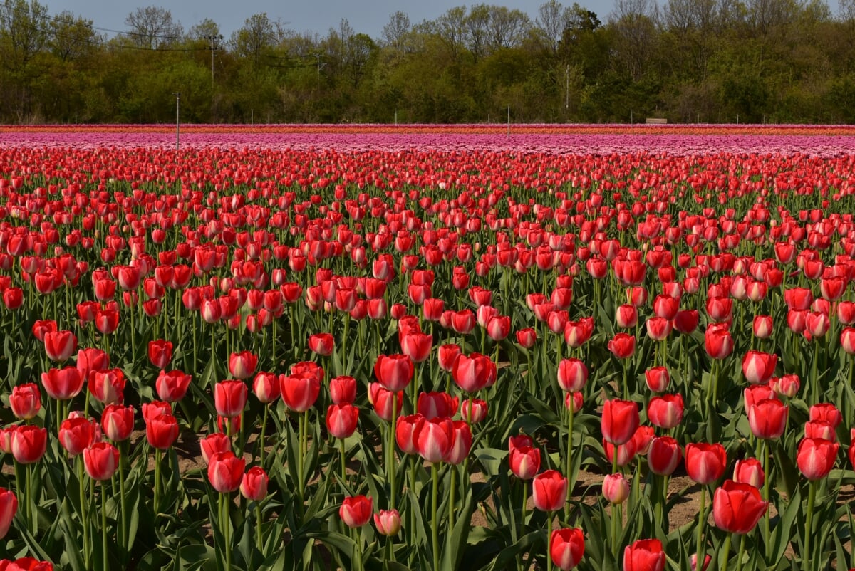 長池憩いの森公園の写真 