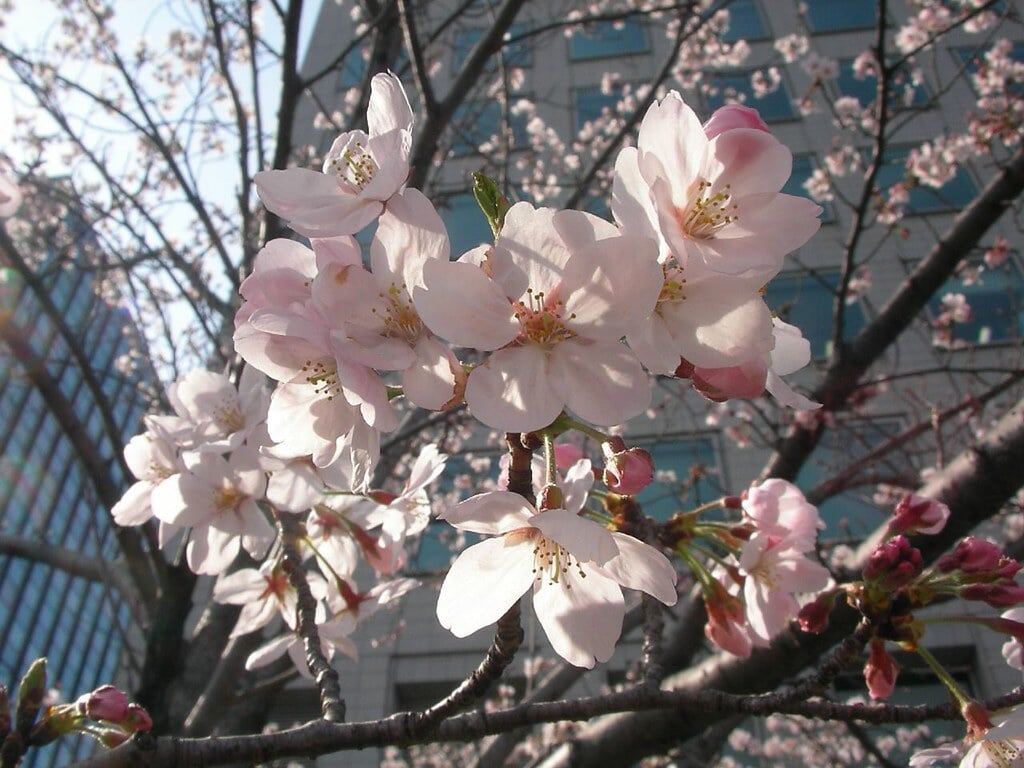 新川公園の写真 ©jetalone(CC BY 2.0)