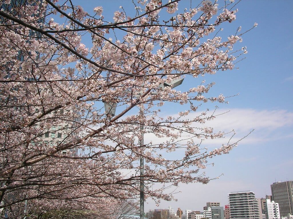 新川公園の写真 ©jetalone(CC BY 2.0)