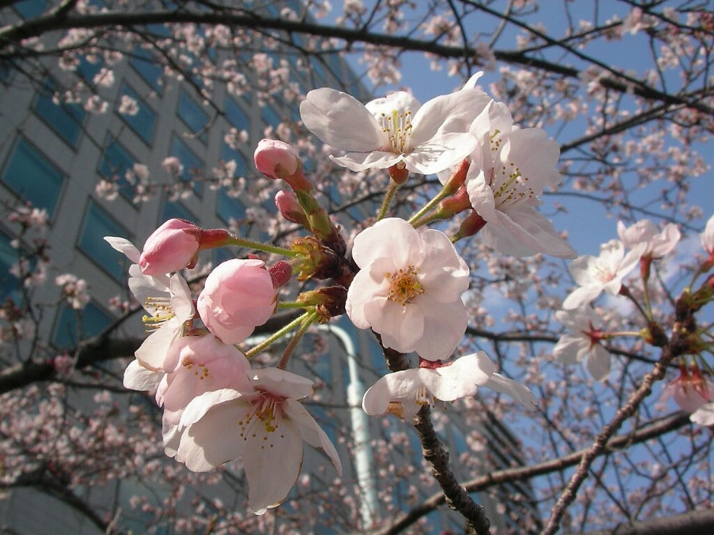 新川公園の写真 ©jetalone(CC BY 2.0)