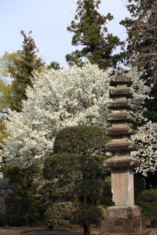 本妙寺の写真 ©TANAKA Juuyoh (田中十洋)(CC BY 2.0)