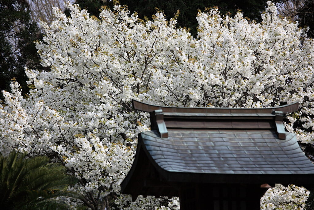 本妙寺の写真 ©TANAKA Juuyoh (田中十洋)(CC BY 2.0)