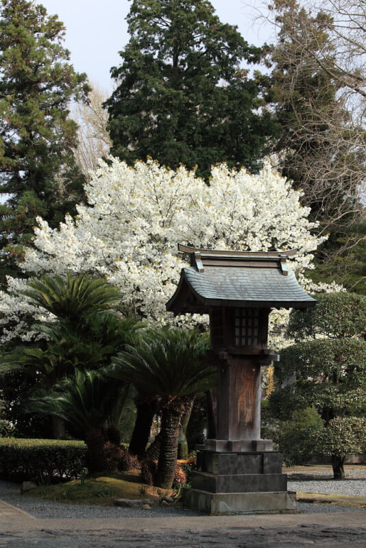 本妙寺の写真 ©TANAKA Juuyoh (田中十洋)(CC BY 2.0)