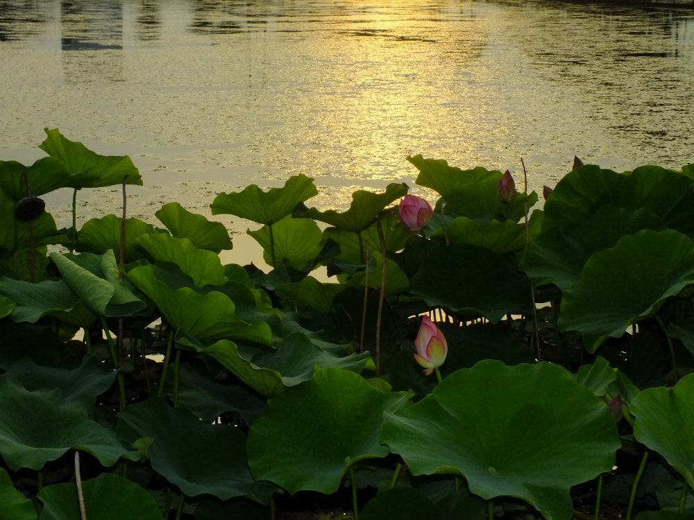 平池公園の写真 ©松岡明芳(CC BY-SA 4.0)