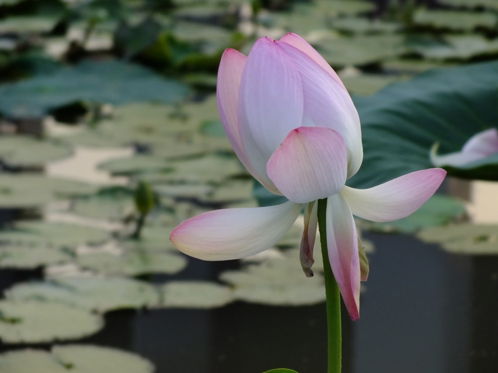 平池公園の写真 ©松岡明芳(CC BY-SA 4.0)