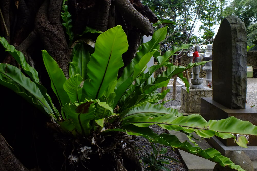 桃林寺の写真 ©松岡明芳(CC BY-SA 4.0)