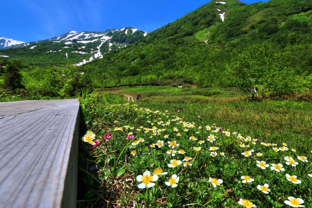 栂池自然園の写真 ©くろふね(CC BY 3.0)