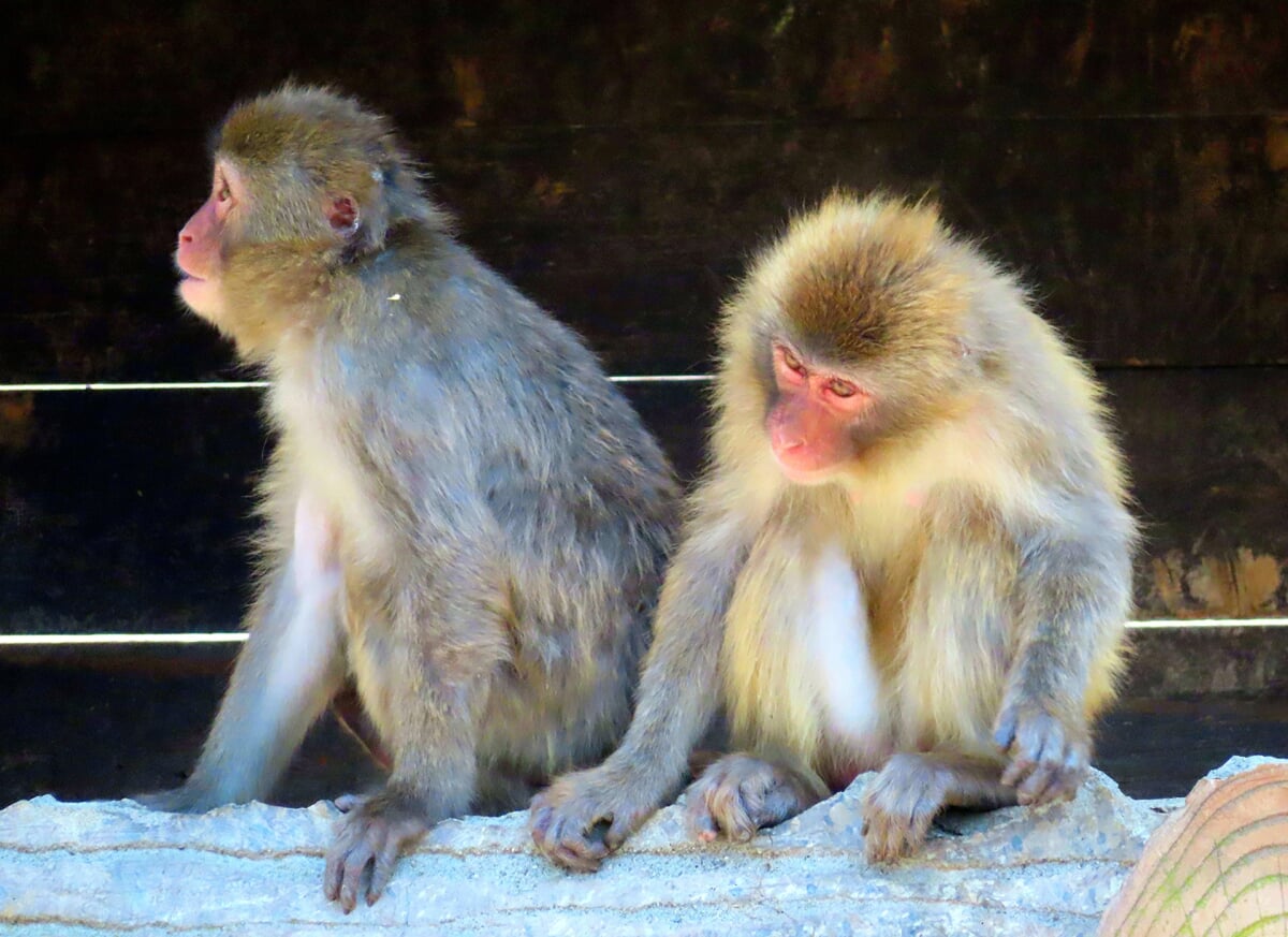 石川県森林公園 森林動物園の写真 