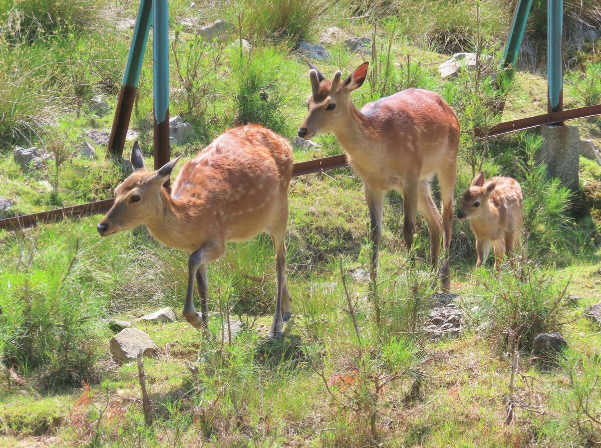 石川県森林公園 森林動物園の写真 