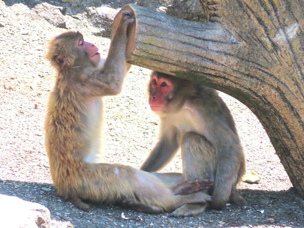 石川県森林公園 森林動物園の写真 