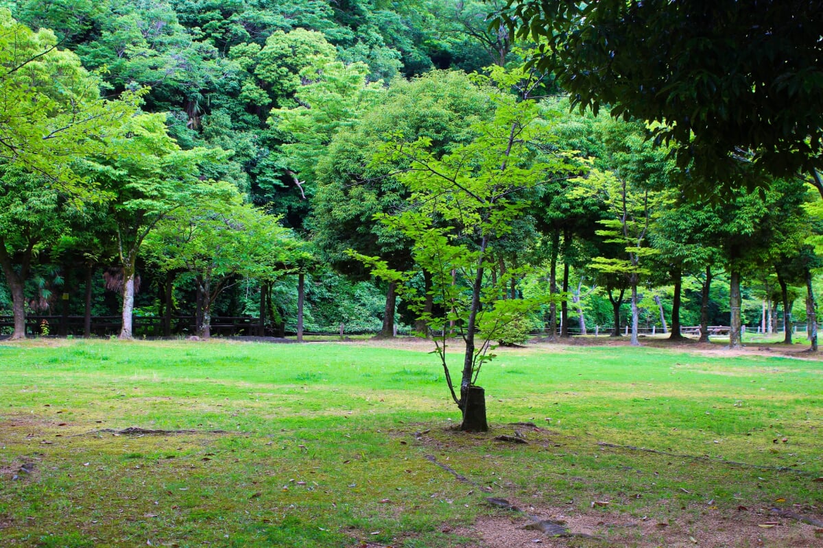 姫山公園の写真 