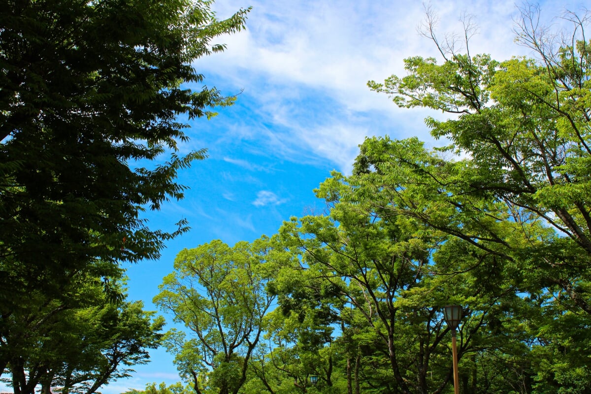 姫山公園の写真 