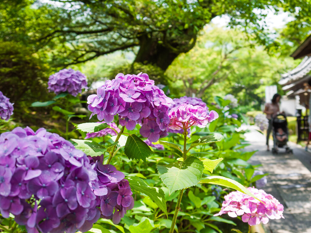 久安寺の写真 ©entertvl(CC BY 2.0)