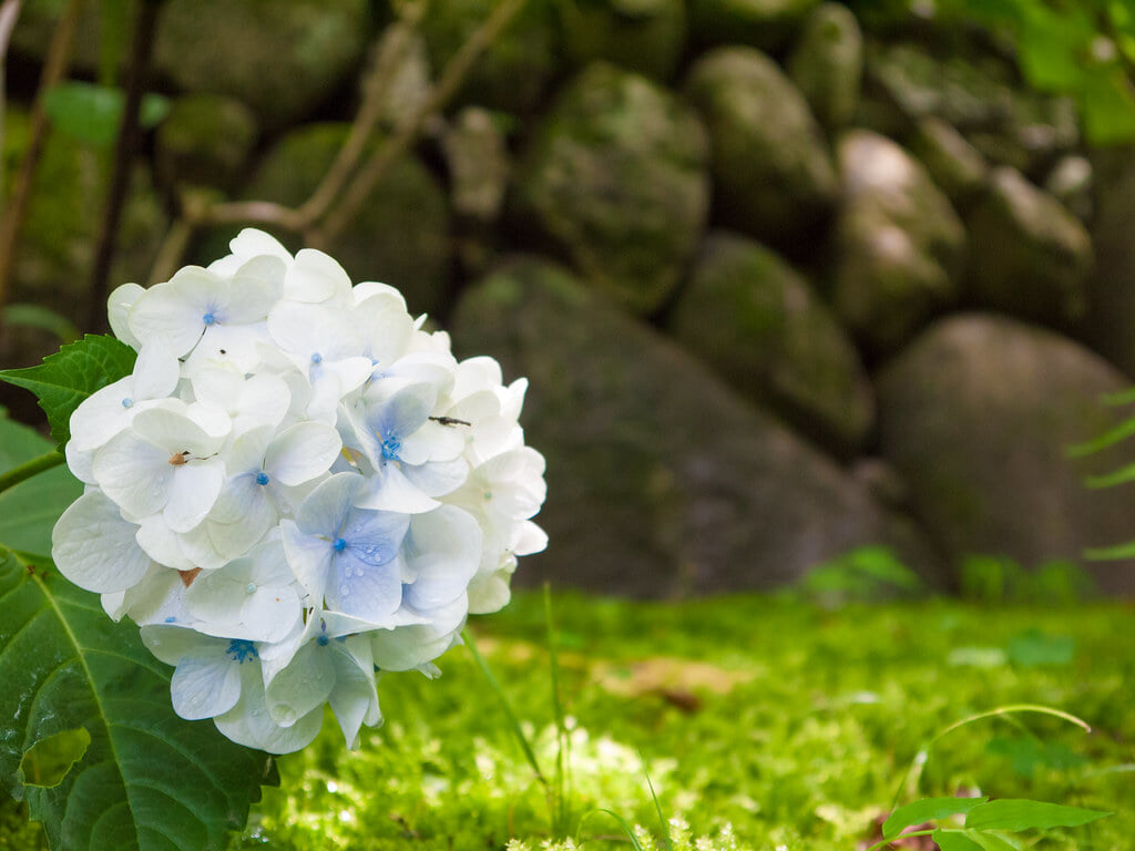 久安寺の写真 ©entertvl(CC BY 2.0)