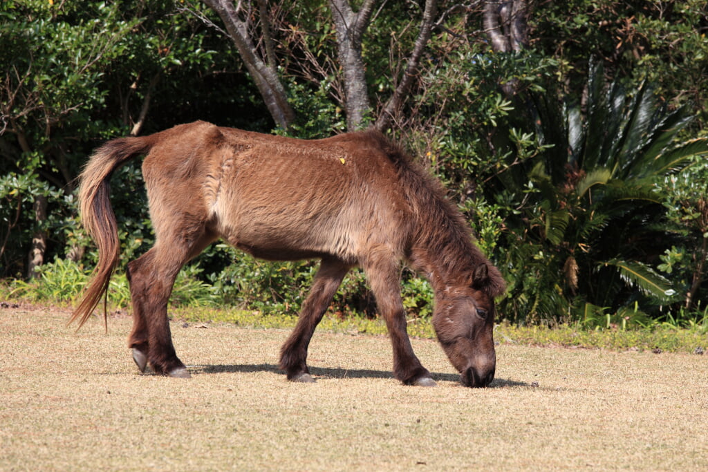 開聞山麓自然公園の写真 ©TANAKA Juuyoh (田中十洋)(CC BY 2.0)