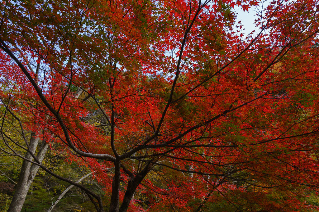 中津峡の写真 ©wellflat1985(CC BY 2.0)