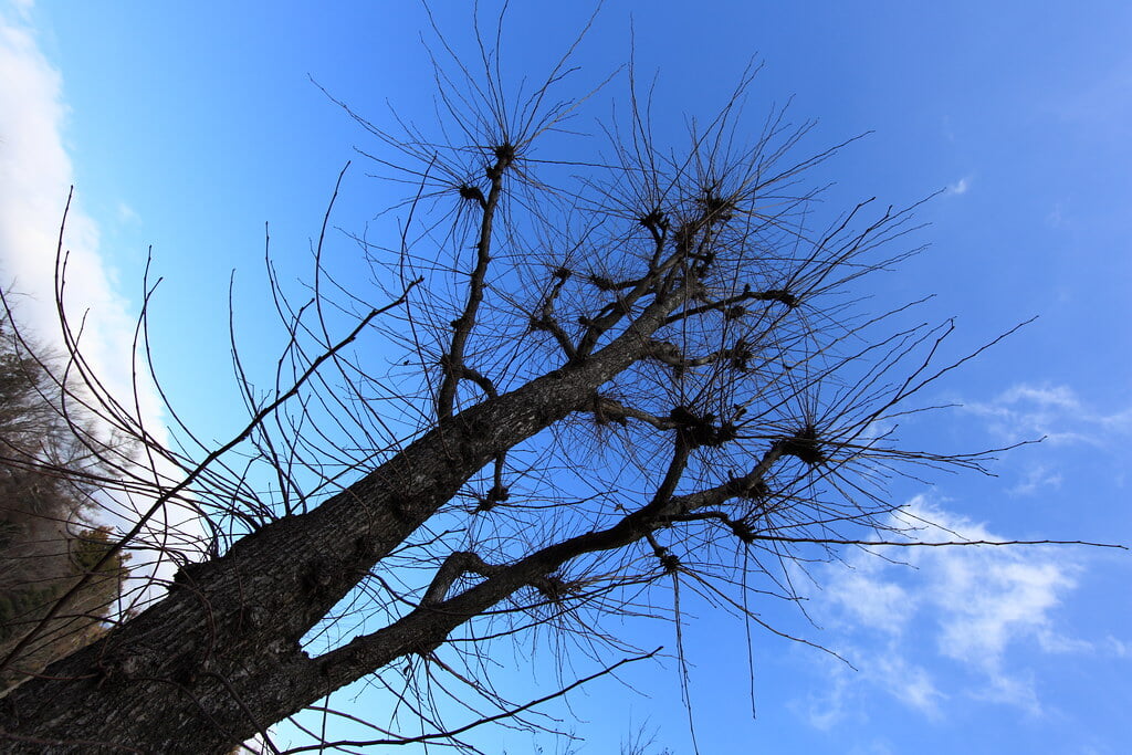 富士北麓公園の写真 ©TANAKA Juuyoh (田中十洋)(CC BY 2.0)