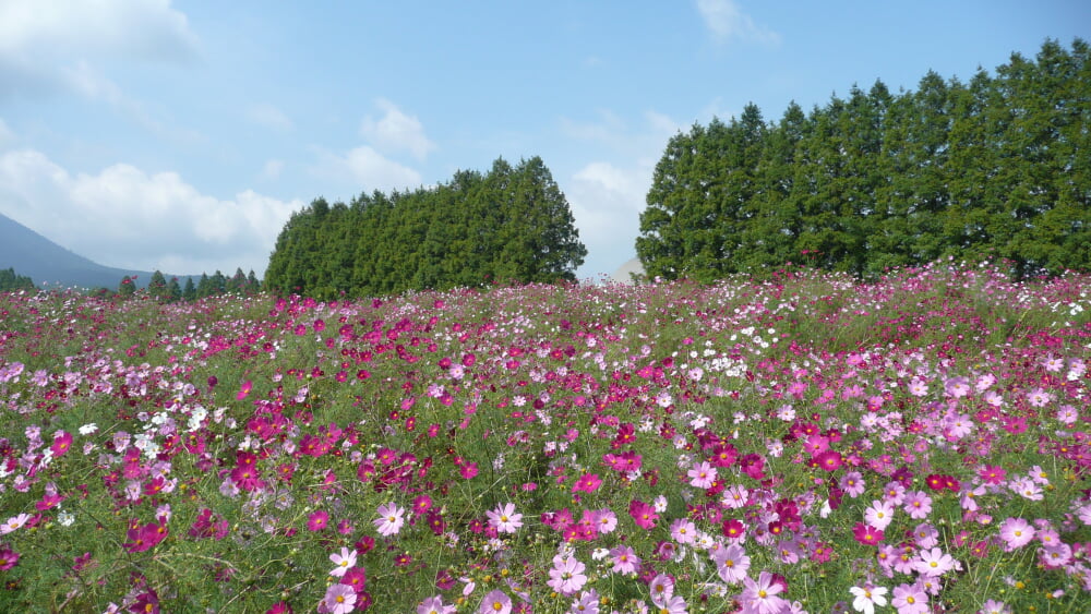 生駒高原の写真 ©ja:User:Sanjo(Public domain)