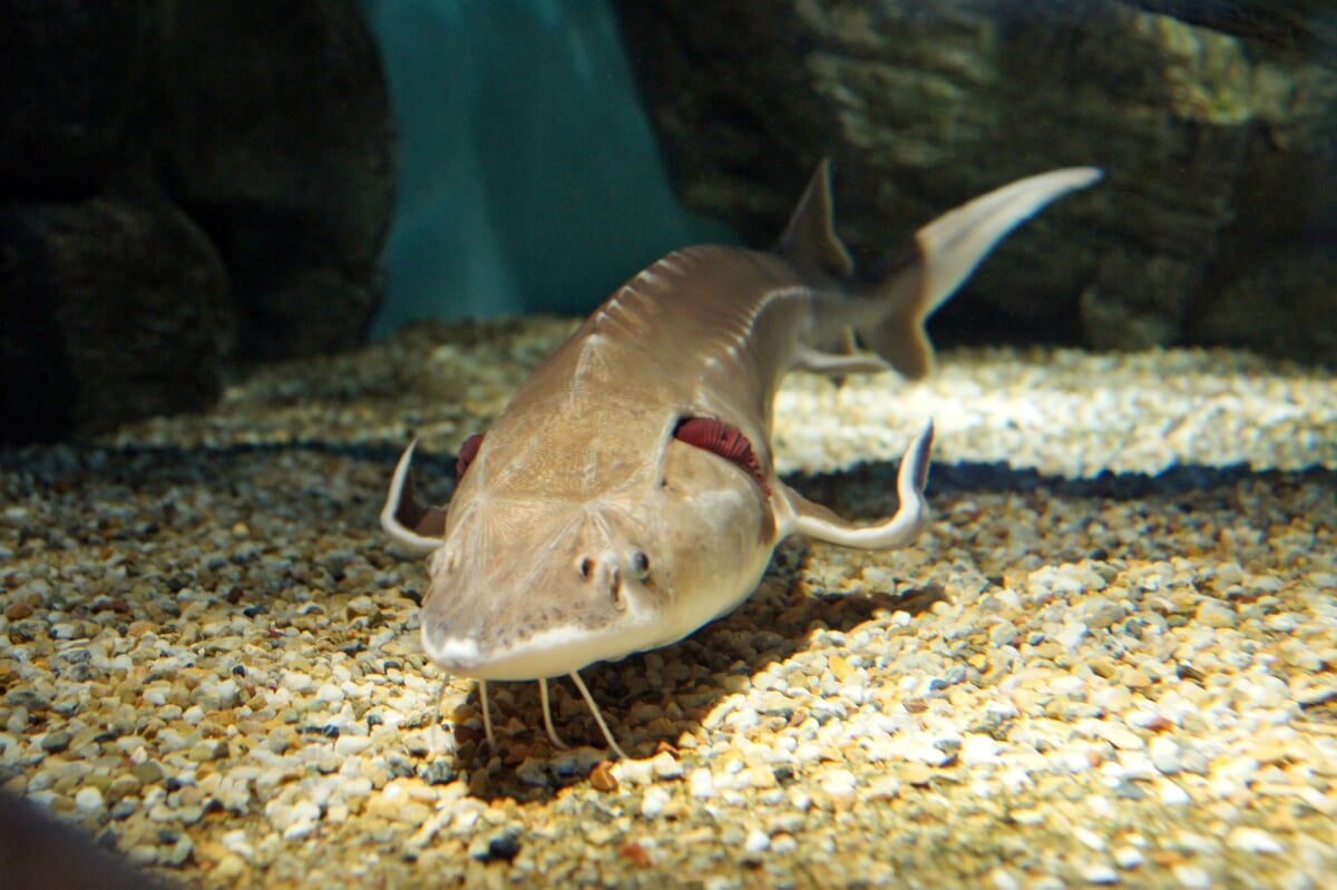 チョウザメ館の写真 