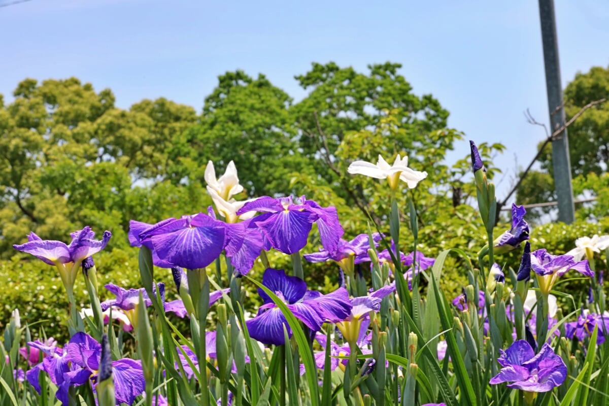 大和中央公園 花菖蒲園の写真 