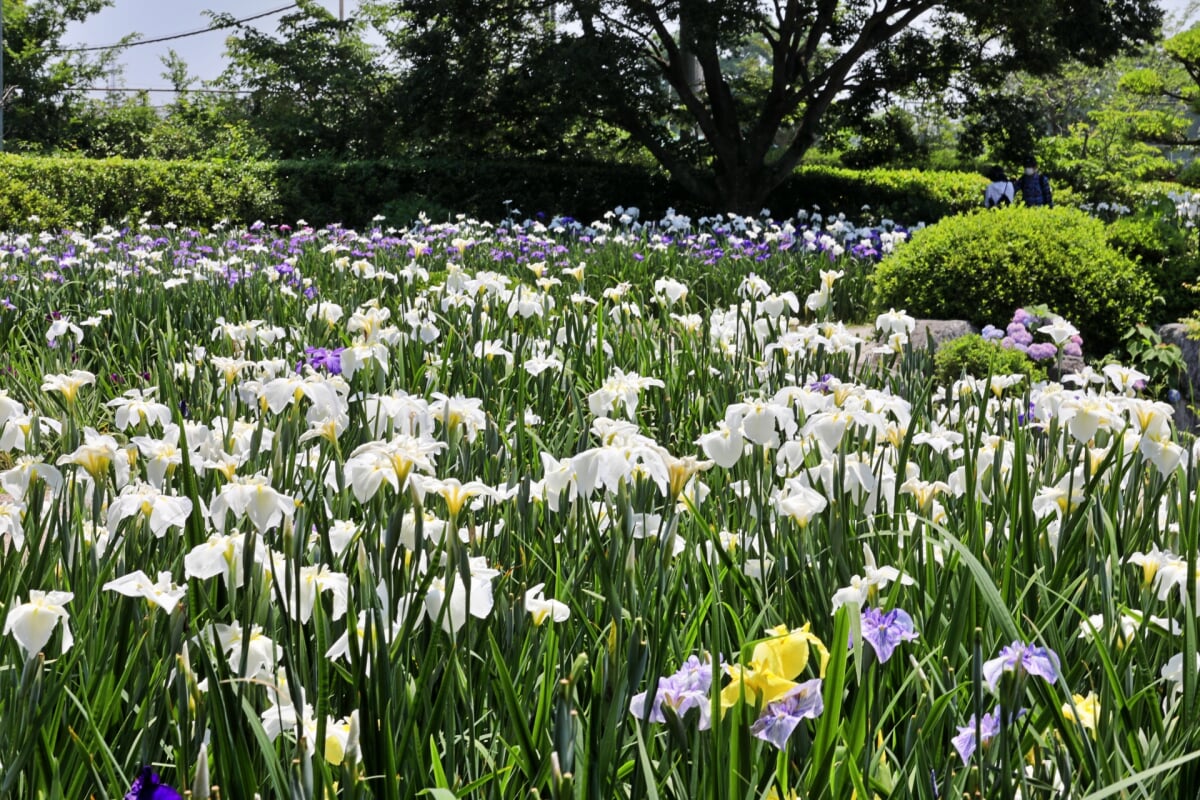 大和中央公園 花菖蒲園の写真 