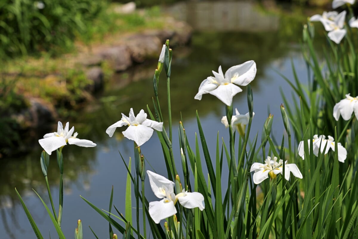 大和中央公園 花菖蒲園の写真 