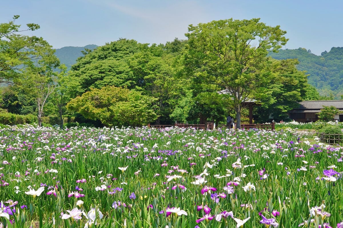 大和中央公園 花菖蒲園の写真 