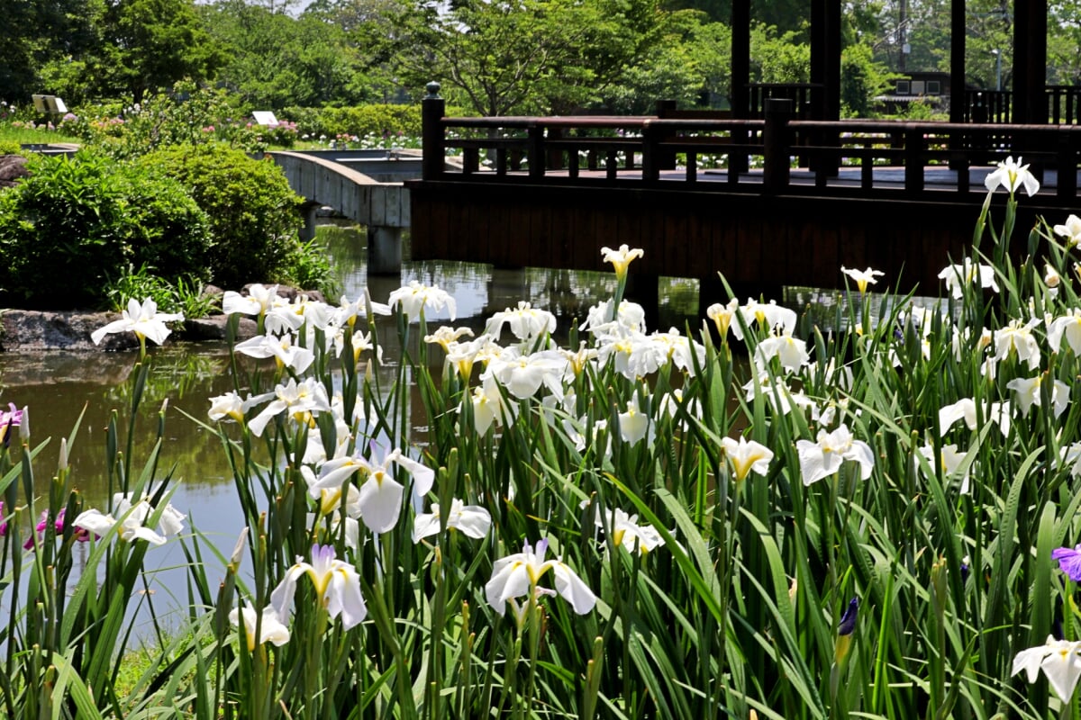 大和中央公園 花菖蒲園の写真 