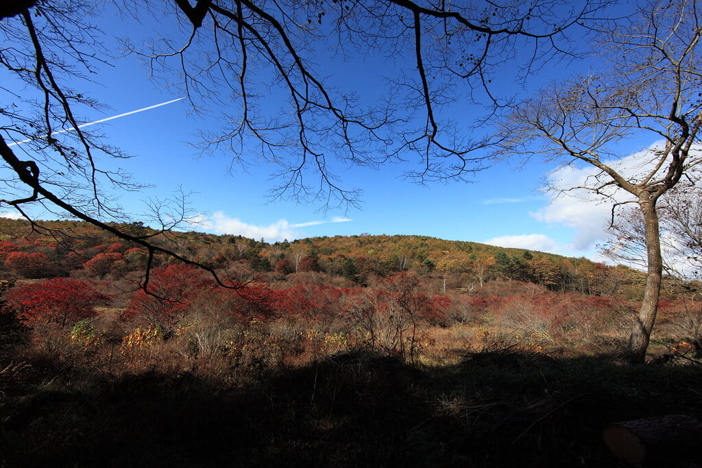 井戸湿原の写真 ©TANAKA Juuyoh (田中十洋)(CC BY 2.0)