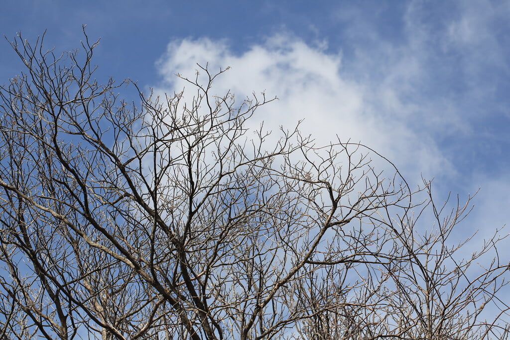 井戸湿原の写真 ©TANAKA Juuyoh (田中十洋)(CC BY 2.0)