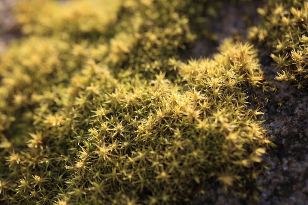 井戸湿原の写真 ©TANAKA Juuyoh (田中十洋)(CC BY 2.0)