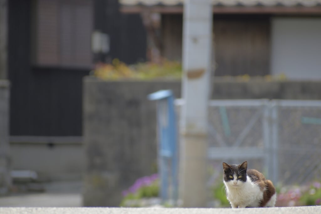 佐柳島の写真 