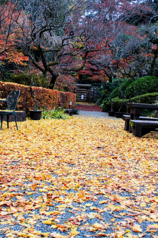 京王百草園の写真 