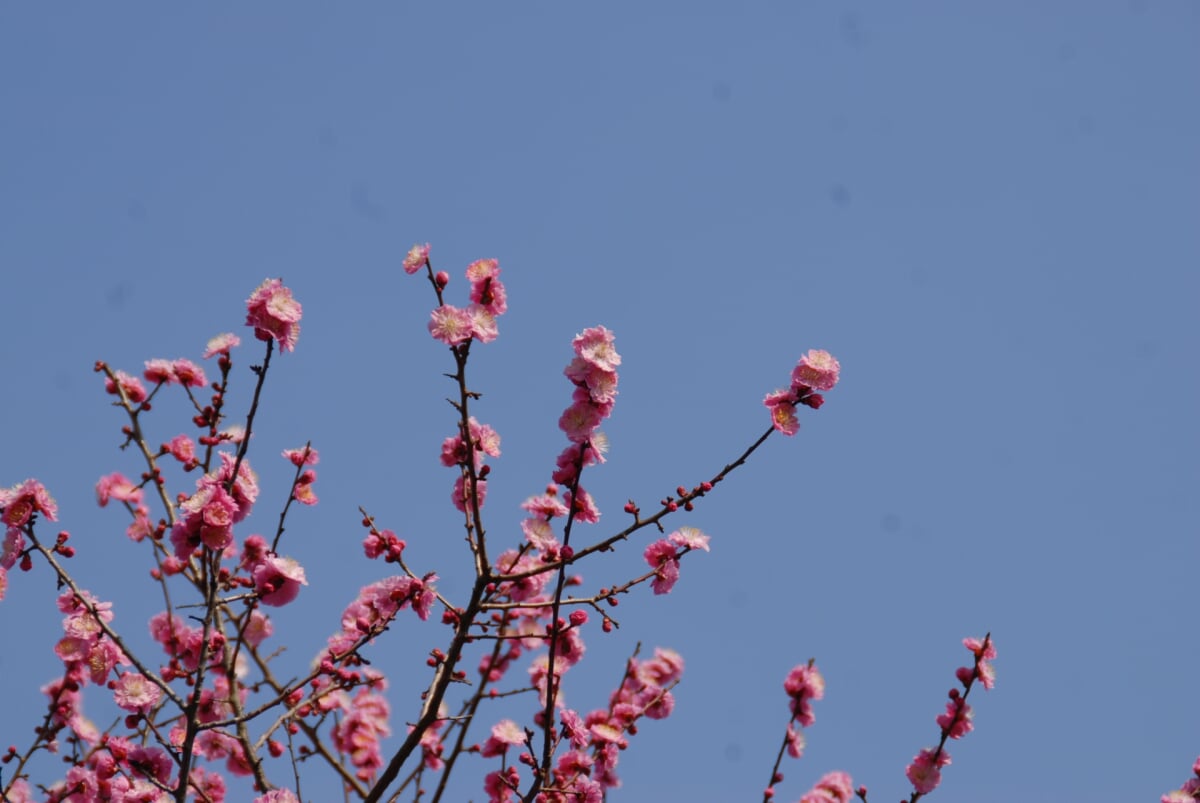 京王百草園の写真 