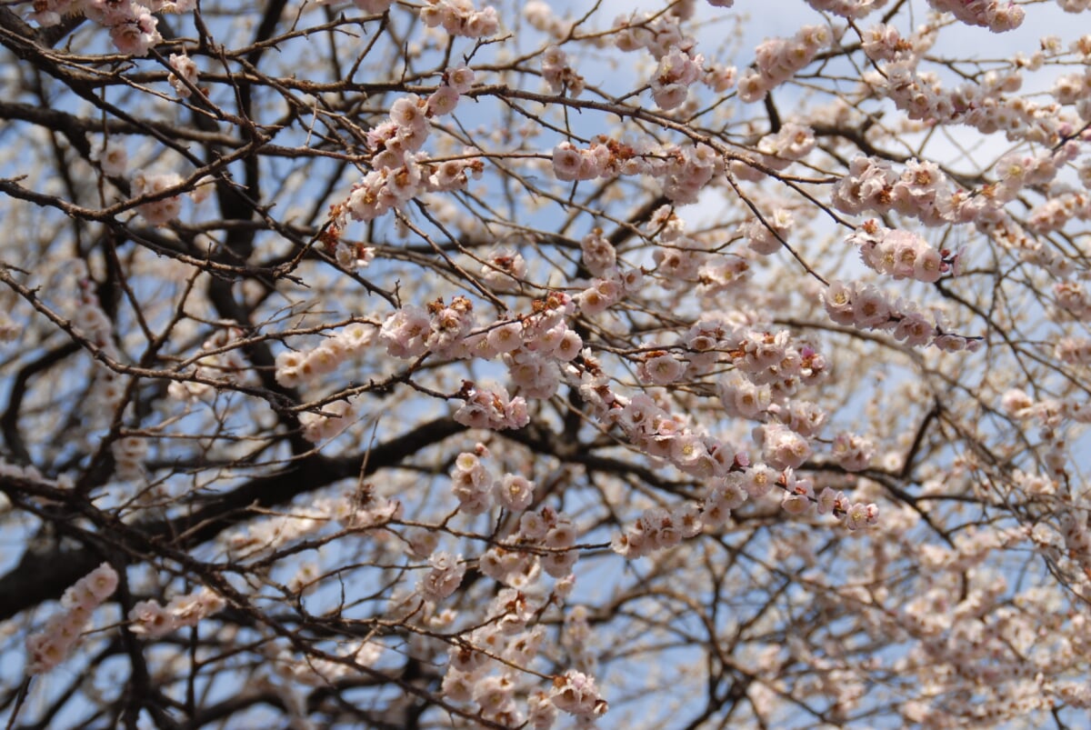 京王百草園の写真 