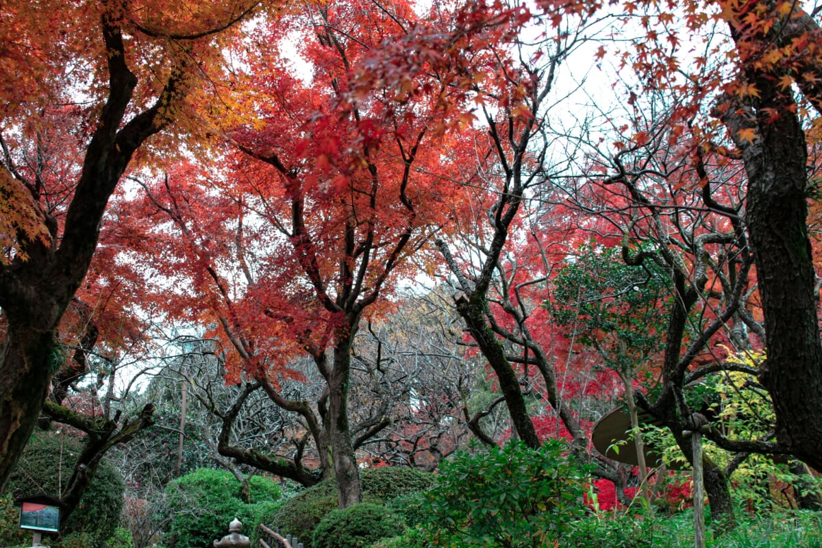 京王百草園の写真 