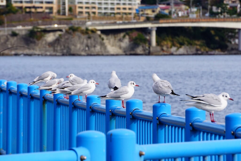 湯河原海浜公園の写真 