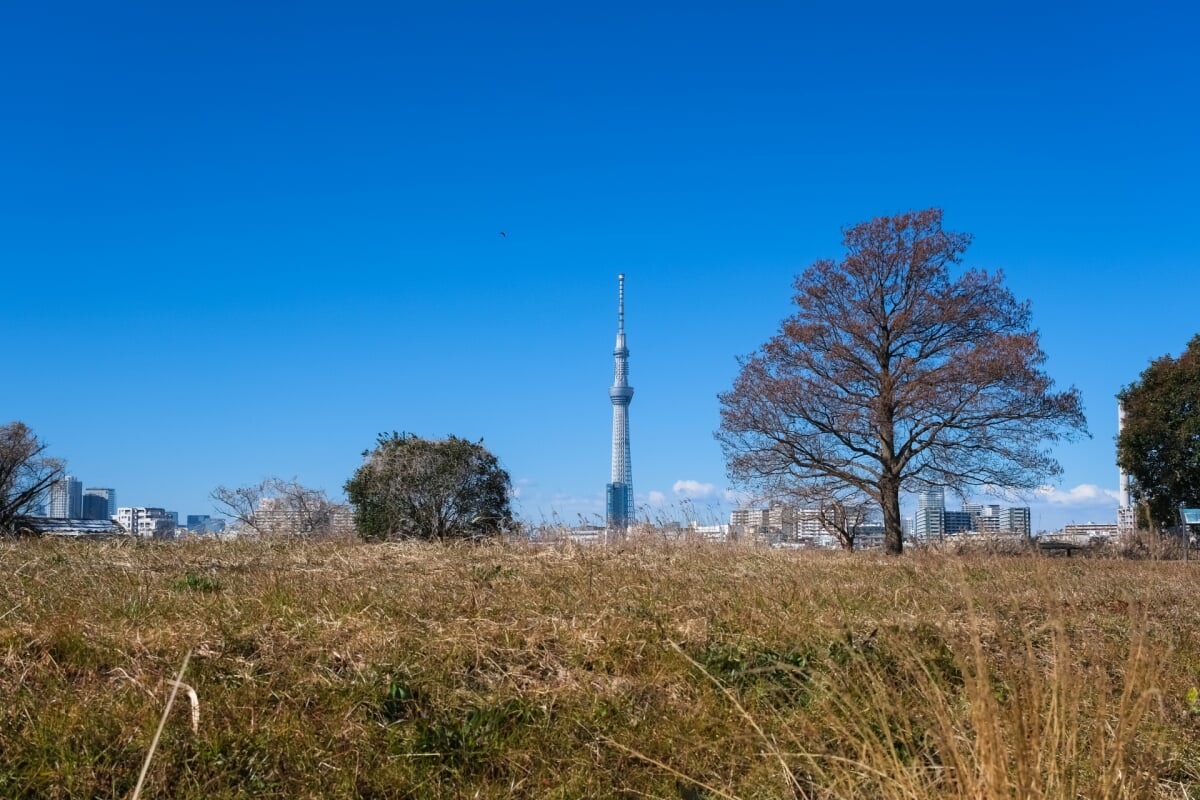 葛飾あらかわ水辺公園の写真 