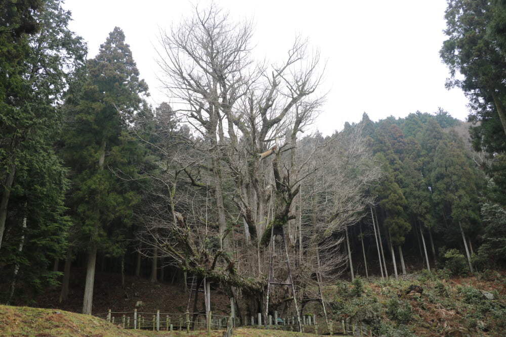 菩提寺の写真 ©さかおり(CC BY-SA 4.0)