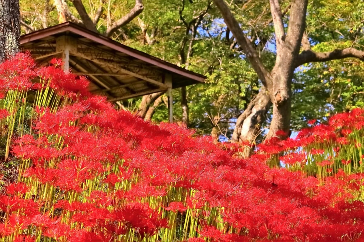 羽黒山公園の写真 