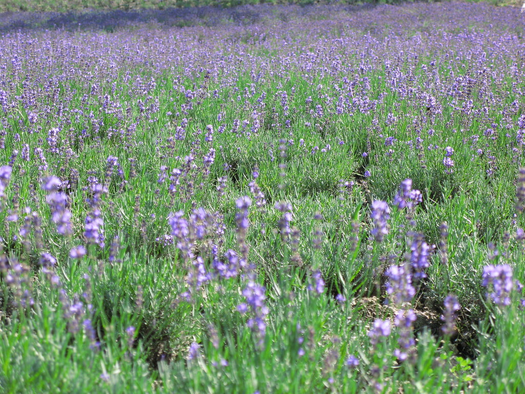 玉原高原の写真 ©TANAKA Juuyoh (田中十洋)(CC BY 2.0)