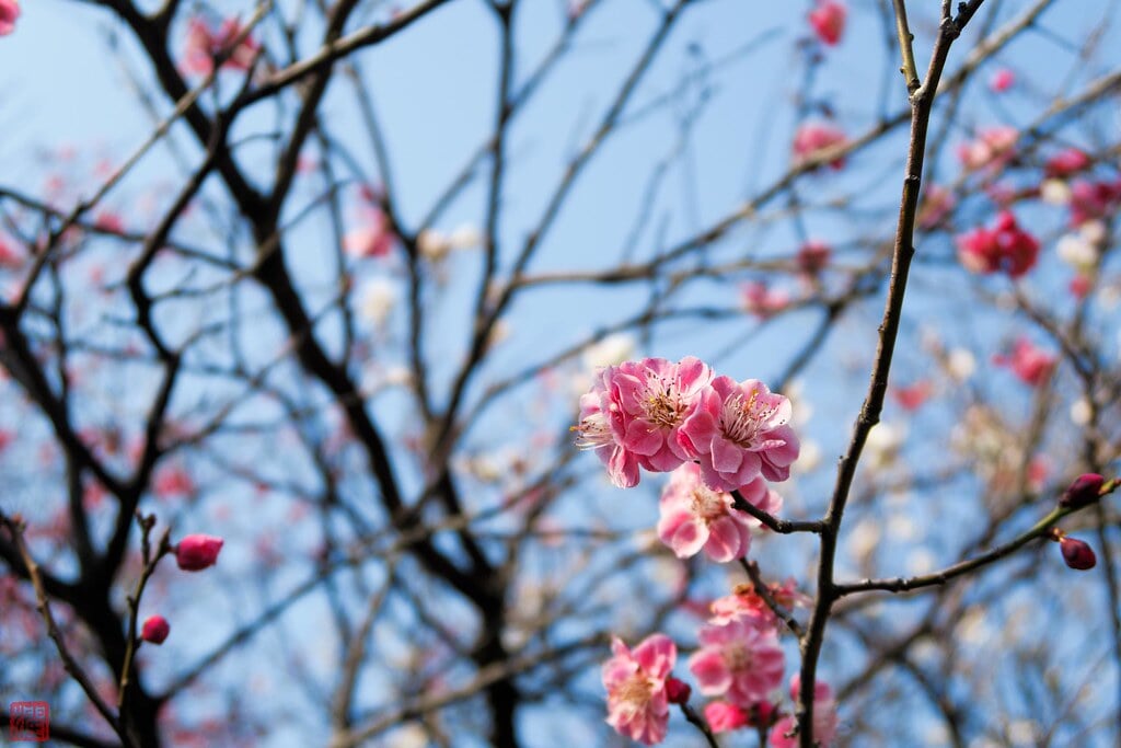 清亀園の写真 ©zunsanzunsan(CC BY-SA 2.0)