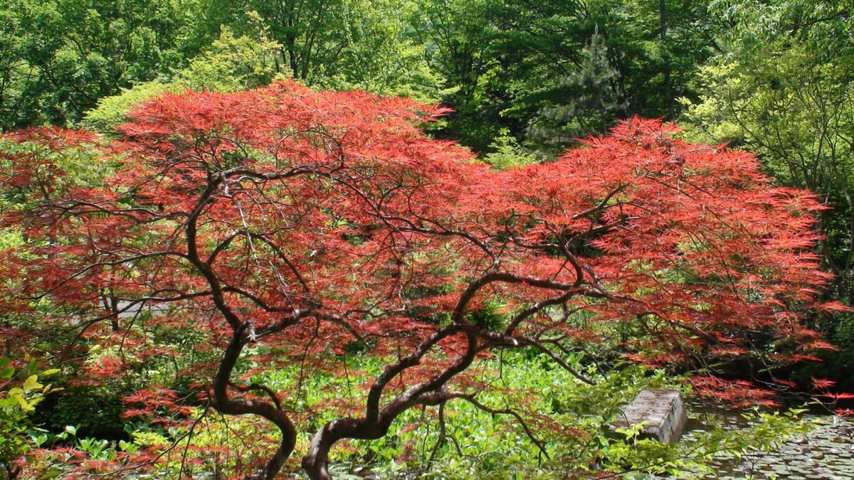 仙台市秋保大滝植物園の写真 